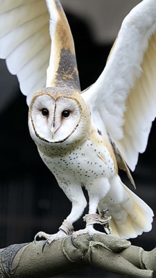 Owleanor